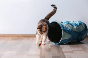 【2022年最新版】猫が喜ぶ猫用おもちゃのおすすめ人気ランキング12選！